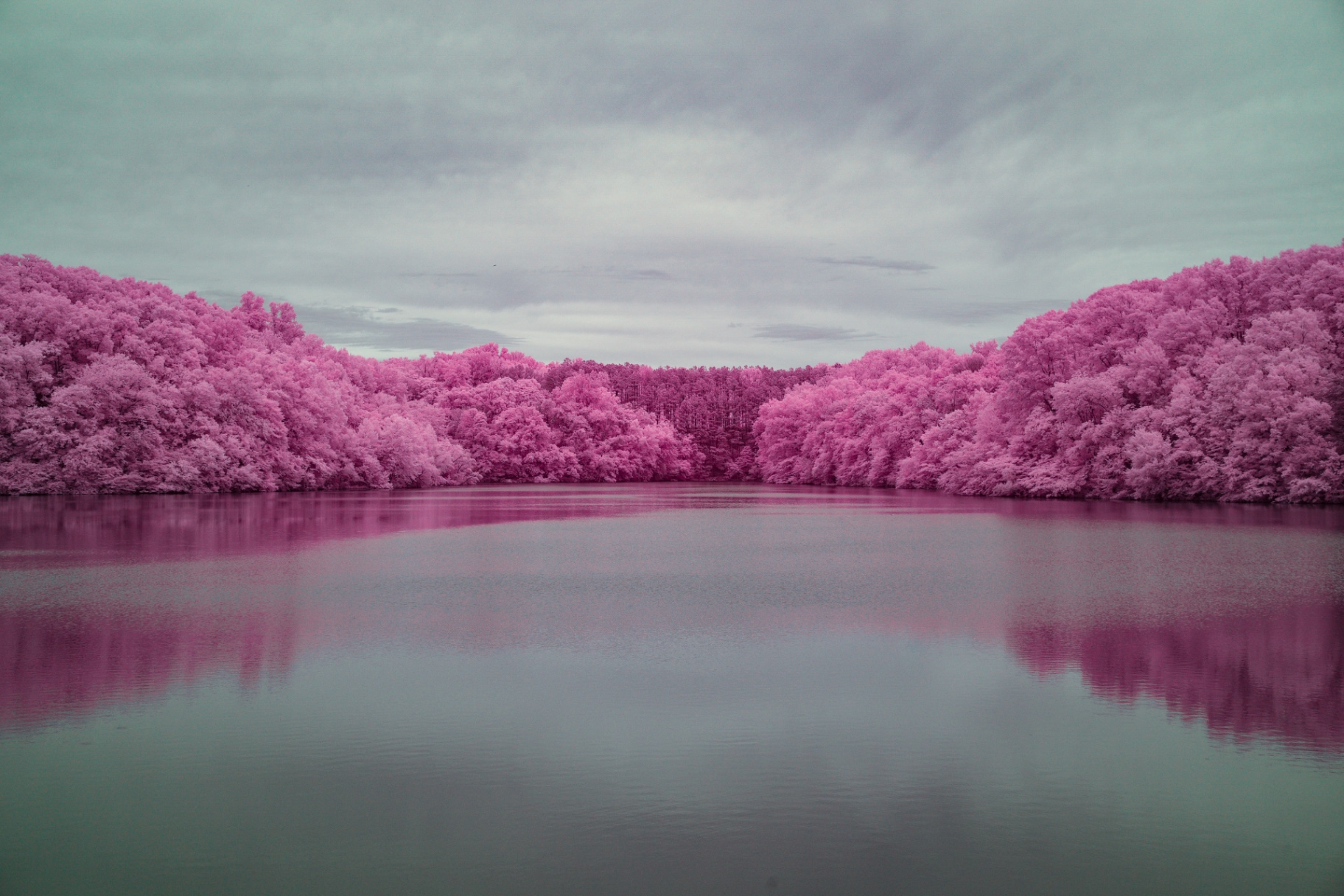 Infrared lake ringed with glowing pink forest